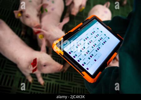 Bad Zwischenahn, Germania. 15th Mar 2022. Lena Münzebrock, membro del progetto di ricerca DigiPig, registra i dati nella pigia. Il progetto di ricerca finanziato a livello federale dalla Camera dell'Agricoltura, dall'Istituto di Thünen e da altri partner mira a promuovere ulteriormente la digitalizzazione nel settore agricolo. Gli obiettivi comprendono un maggiore benessere degli animali e un minore impatto ambientale. (A dpa 'Fully Networked and tully monitored - The Barn of the Future') Credit: Sina Schuldt/dpa/Alamy Live News Foto Stock