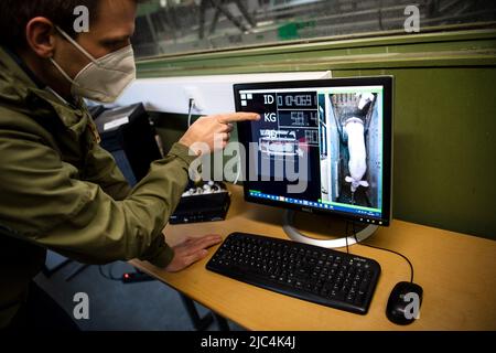 Bad Zwischenahn, Germania. 15th Mar 2022. Marc-Alexander Lieboldt, coordinatore di progetto del progetto di ricerca 'DigiSchwein', esamina la registrazione del peso dei suini utilizzando un modello 3D su un computer. Il progetto di ricerca finanziato a livello federale della Camera dell'Agricoltura, dell'Istituto di Thünen e di altri partner intende promuovere ulteriormente la digitalizzazione nel settore agricolo. Gli obiettivi comprendono un maggiore benessere degli animali e un minore inquinamento ambientale. (A dpa 'Fully Networked and tully monitored - The Barn of the Future') Credit: Sina Schuldt/dpa/Alamy Live News Foto Stock