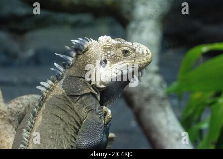 Singola piccola Antillean iguana (delicatissima Iguana) che si affaccia su uno sfondo naturale scuro Foto Stock