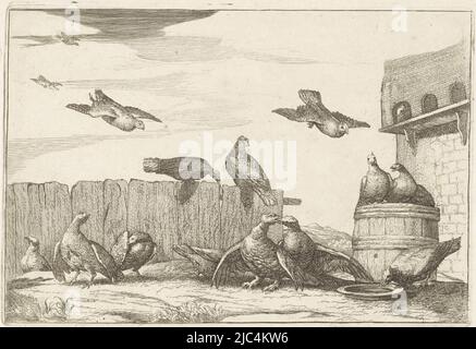 Piccioni in un cortile con botte e ad un colombaia, piccioni vari uccelli (titolo della serie) Diversarum avium perfectissimae figurae (...) (Titolo della serie), tipografo: Pieter Schenk (i), (attribuito a), Francis Barlow, editore: Pieter Schenk (i), Amsterdam, 1675 - 1711, carta, incisione, a 135 mm x l 199 mm Foto Stock