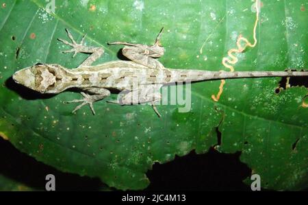 Vista dall'alto di un'Anole (famiglia Dactyloidae) isolata su una foglia verde tropicale con sfondo naturale scuro Foto Stock