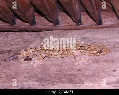 Gecko (Thecadactylus rapicauda) a coda di tornio su alberi di colore pallido Foto Stock