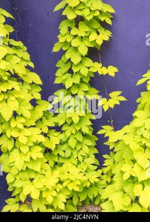 Golden Hop, humulus lupulus aureus, salire archi Foto Stock