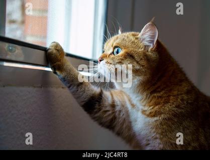 Carino gattino britannico Shortair Foto Stock