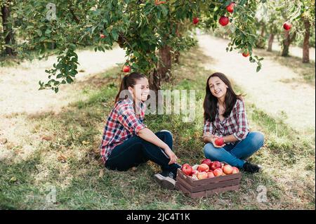 Due ragazze adolescenti che raccolgono mele biologiche mature in azienda al giorno d'autunno. Sorelle con frutta in cestino. Concetto di raccolto in paese. Giardino, adolescente che mangia frutta alla raccolta di autunno. Foto Stock