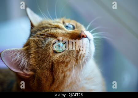 Carino gattino britannico Shortair Foto Stock