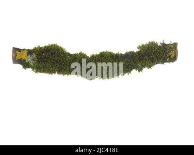 Ramo di albero coperto di muschio verde isolato su sfondo bianco. Foto Stock
