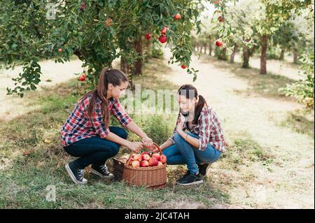 Due ragazze adolescenti che raccolgono mele biologiche mature in azienda al giorno d'autunno. Sorelle con frutta in cestino. Concetto di raccolto in paese. Giardino, adolescente che mangia frutta alla raccolta di autunno. Foto Stock