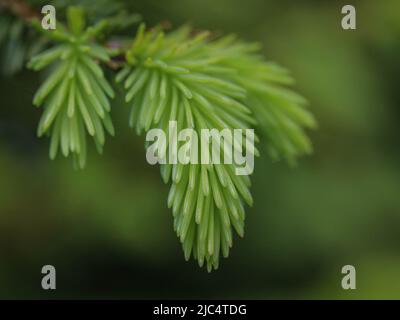 Yound verde chiaro germogli di abete europeo (nome latino: Picea abies) in Serbia Foto Stock