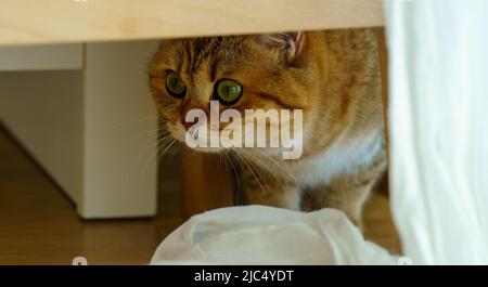 Carino gattino britannico Shortair Foto Stock