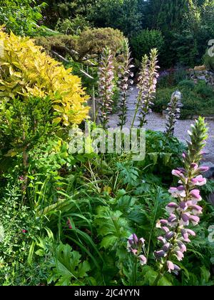 Fioritura di Acanthus in un giardino privato di piacere, Bron, Francia Foto Stock