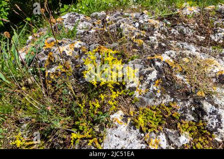Goldmuss stonecrop (Sedum acre) fiorente sulla collina di Kogelberg, Burgenland, Austria Foto Stock