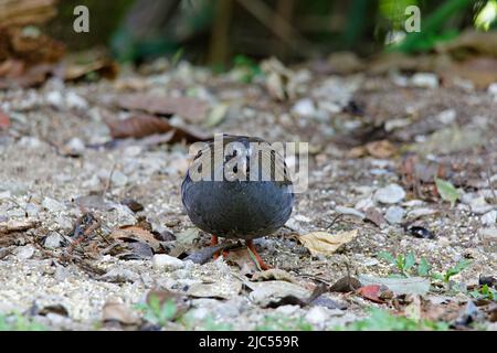 Singole o di gruppo pernici malesi che si nutrono a terra. Foto Stock