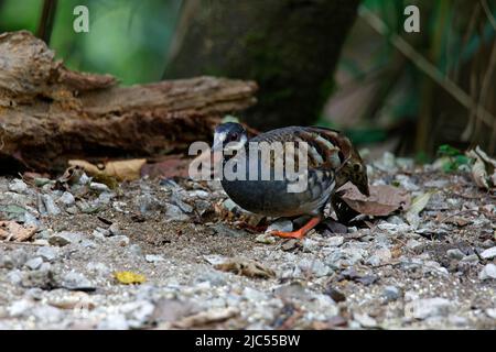 Singole o di gruppo pernici malesi che si nutrono a terra. Foto Stock