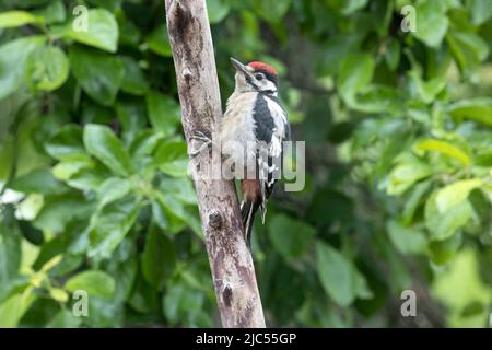 Un giovane più grande picchiato picchio Dendrocopos maggiore Cotswolds Regno Unito Foto Stock