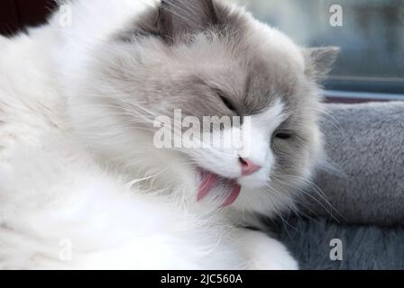 Un gatto bianco di ragdool che pulisce la sua pelliccia leccando dalla lingua. Primo piano. Profondità di campo poco profonda. SDF. Foto Stock