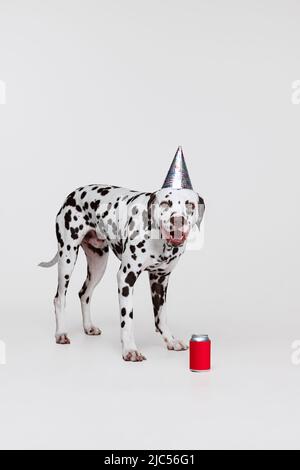 Simpatico cane purebred divertente, degustazione di limonata dalmata isolato su sfondo grigio studio. Concetto di razza, veterinario, bellezza, felpata animale e vita, cura. Foto Stock