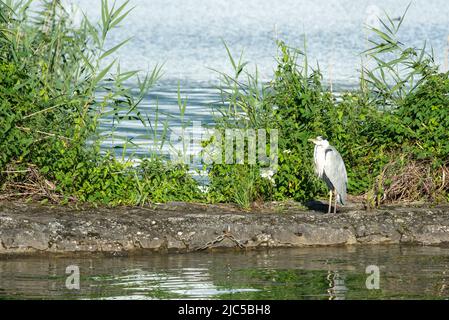 Suisse, Schweiz, Svizzera, Vaud, Canton Vaud, Waadt, Kanton Waadt, Lac Léman, Genfer See, Lago di Ginevra, Villeneuve, villaggio, Grangettes, réserve Foto Stock