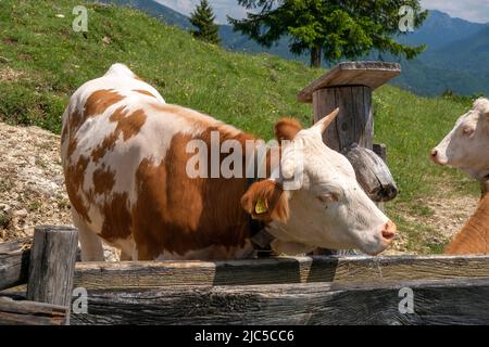 Kühe auf der Oberauer-Brunst-Alm (940 m) im Hochplattengebiet hoch über Mühlau im Schlechinger tal - Chiemgau *** Caption locale Baviera, alta Foto Stock