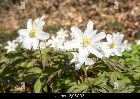 Buschwindröschen - Anemone nemorosa, ein sehr Früh blühende Pflanze im Unterholz und lichten Wäldern, am Waldrand, auf der Blumenwiese *** Local CA Foto Stock