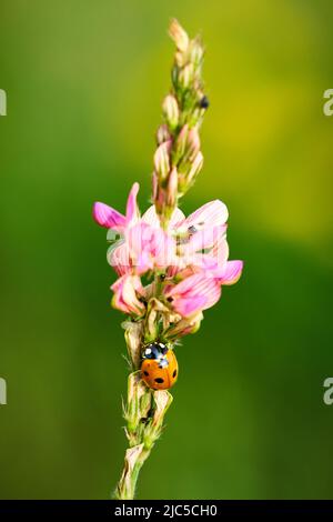 Un ladybug caccia pidocchi su un fiore in un pomeriggio estivo soleggiato Foto Stock