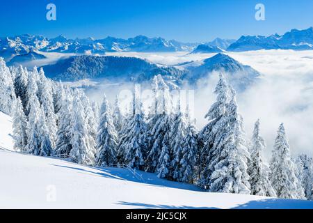 Aussicht von der Rigi, Schweiz *** Caption locale *** le Alpi, curve incubo, vista, albero, montagna, panorama montano, montagne, panorama montano Foto Stock