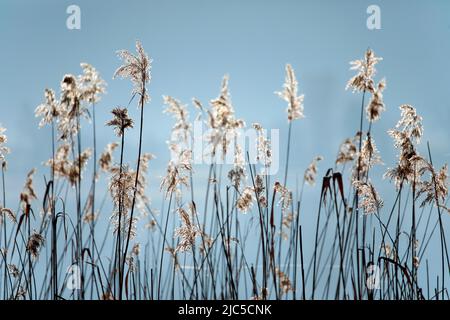 Winterliches Schilfgewächs im Gegenlicht, Kanton Zürich, Schweiz *** Local Caption *** retroilluminazione, disegno, natura, conservazione della natura, reser della natura Foto Stock