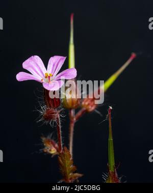 Herb Robert (Geranium robertianum), primo piano con sfondo nero. Foto Stock