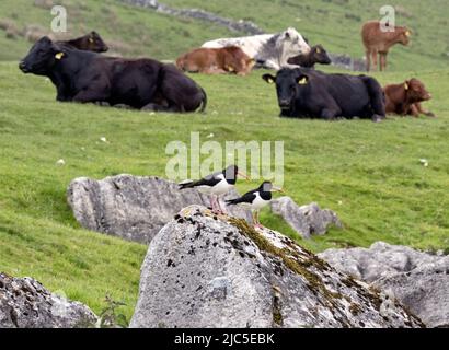 Un paio di Oystercatcher su una roccia in un campo a Gearstones, Ribblesdale, Yorkshire Dales National Park Foto Stock