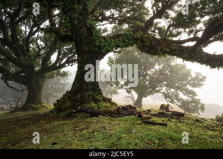 L'antica foresta delle fate di Fanal in una giornata di nebbia, un bel paesaggio con impressionanti alberi di alloro coperti di muschio e felce, Laurissilva, Madeira Foto Stock