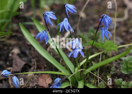 Vista ravvicinata del fiore blu squill siberiano (Scilla siberica) in giardino, Lituania Foto Stock