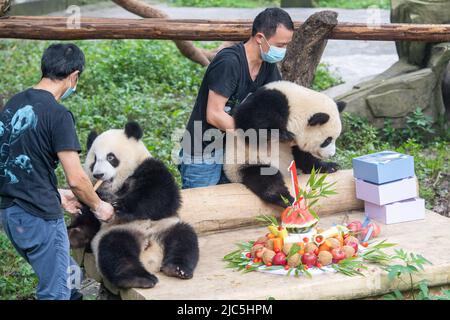 Chongqing. 10th giugno 2022. Gli allevatori si prendono cura dei panda giganti durante la loro festa di compleanno allo Zoo di Chongqing nel comune di Chongqing, nella Cina sudoccidentale, il 10 giugno 2022. Lo Zoo di Chongqing ha tenuto una festa di compleanno per due panda giganti di un anno chiamati Xingxing, Chenchen e quattro panda giganti di tre anni Shuangshuang, Chongchong, Xixi, Qingqing rispettivamente. Credit: Tang Yi/Xinhua/Alamy Live News Foto Stock