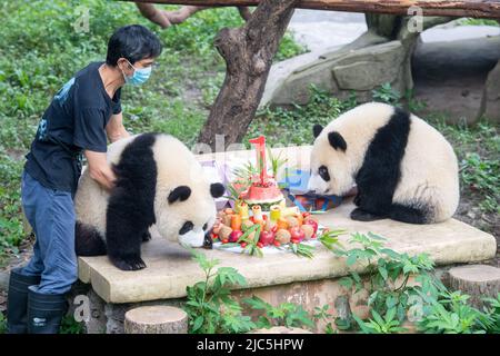 Chongqing. 10th giugno 2022. I panda giganti giocano durante la loro festa di compleanno allo Zoo di Chongqing nel comune di Chongqing, nella Cina sudoccidentale, il 10 giugno 2022. Lo Zoo di Chongqing ha tenuto una festa di compleanno per due panda giganti di un anno chiamati Xingxing, Chenchen e quattro panda giganti di tre anni Shuangshuang, Chongchong, Xixi, Qingqing rispettivamente. Credit: Tang Yi/Xinhua/Alamy Live News Foto Stock