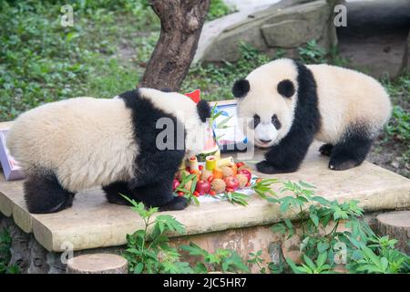 Chongqing. 10th giugno 2022. I panda giganti giocano durante la loro festa di compleanno allo Zoo di Chongqing nel comune di Chongqing, nella Cina sudoccidentale, il 10 giugno 2022. Lo Zoo di Chongqing ha tenuto una festa di compleanno per due panda giganti di un anno chiamati Xingxing, Chenchen e quattro panda giganti di tre anni Shuangshuang, Chongchong, Xixi, Qingqing rispettivamente. Credit: Tang Yi/Xinhua/Alamy Live News Foto Stock