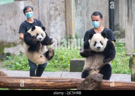 Chongqing. 10th giugno 2022. Gli allevatori si prendono cura dei panda giganti durante la loro festa di compleanno allo Zoo di Chongqing nel comune di Chongqing, nella Cina sudoccidentale, il 10 giugno 2022. Lo Zoo di Chongqing ha tenuto una festa di compleanno per due panda giganti di un anno chiamati Xingxing, Chenchen e quattro panda giganti di tre anni Shuangshuang, Chongchong, Xixi, Qingqing rispettivamente. Credit: Tang Yi/Xinhua/Alamy Live News Foto Stock