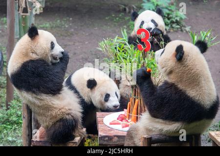 Chongqing. 10th giugno 2022. I panda giganti si godono il cibo durante la loro festa di compleanno allo Zoo di Chongqing nel comune di Chongqing della Cina sudoccidentale, 10 giugno 2022. Lo Zoo di Chongqing ha tenuto una festa di compleanno per due panda giganti di un anno chiamati Xingxing, Chenchen e quattro panda giganti di tre anni Shuangshuang, Chongchong, Xixi, Qingqing rispettivamente. Credit: Tang Yi/Xinhua/Alamy Live News Foto Stock