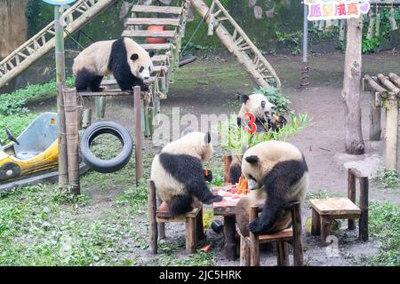 Chongqing. 10th giugno 2022. I panda giganti giocano durante la loro festa di compleanno allo Zoo di Chongqing nel comune di Chongqing, nella Cina sudoccidentale, il 10 giugno 2022. Lo Zoo di Chongqing ha tenuto una festa di compleanno per due panda giganti di un anno chiamati Xingxing, Chenchen e quattro panda giganti di tre anni Shuangshuang, Chongchong, Xixi, Qingqing rispettivamente. Credit: Tang Yi/Xinhua/Alamy Live News Foto Stock