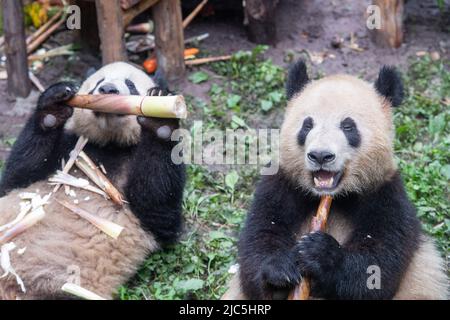 Chongqing. 10th giugno 2022. I panda giganti si godono il cibo durante la loro festa di compleanno allo Zoo di Chongqing nel comune di Chongqing della Cina sudoccidentale, 10 giugno 2022. Lo Zoo di Chongqing ha tenuto una festa di compleanno per due panda giganti di un anno chiamati Xingxing, Chenchen e quattro panda giganti di tre anni Shuangshuang, Chongchong, Xixi, Qingqing rispettivamente. Credit: Tang Yi/Xinhua/Alamy Live News Foto Stock
