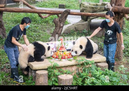 Chongqing. 10th giugno 2022. Gli allevatori si prendono cura dei panda giganti durante la loro festa di compleanno allo Zoo di Chongqing nel comune di Chongqing, nella Cina sudoccidentale, il 10 giugno 2022. Lo Zoo di Chongqing ha tenuto una festa di compleanno per due panda giganti di un anno chiamati Xingxing, Chenchen e quattro panda giganti di tre anni Shuangshuang, Chongchong, Xixi, Qingqing rispettivamente. Credit: Tang Yi/Xinhua/Alamy Live News Foto Stock