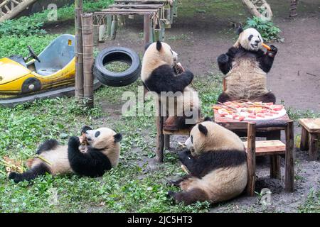 Chongqing. 10th giugno 2022. I panda giganti si godono il cibo durante la loro festa di compleanno allo Zoo di Chongqing nel comune di Chongqing della Cina sudoccidentale, 10 giugno 2022. Lo Zoo di Chongqing ha tenuto una festa di compleanno per due panda giganti di un anno chiamati Xingxing, Chenchen e quattro panda giganti di tre anni Shuangshuang, Chongchong, Xixi, Qingqing rispettivamente. Credit: Tang Yi/Xinhua/Alamy Live News Foto Stock