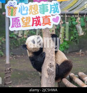 Chongqing. 10th giugno 2022. Un panda gigante suona durante una festa di compleanno allo Zoo di Chongqing nel comune di Chongqing, nella Cina sudoccidentale, il 10 giugno 2022. Lo Zoo di Chongqing ha tenuto una festa di compleanno per due panda giganti di un anno chiamati Xingxing, Chenchen e quattro panda giganti di tre anni Shuangshuang, Chongchong, Xixi, Qingqing rispettivamente. Credit: Tang Yi/Xinhua/Alamy Live News Foto Stock