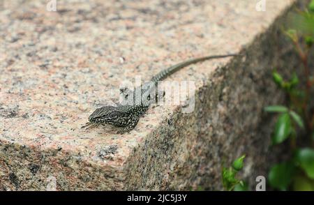 Una lucertola muraria comune (Podarcis muralis) che si crogiola su un muro Foto Stock