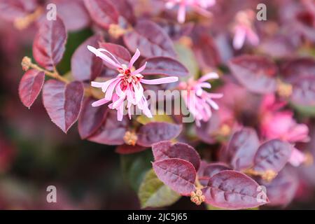 Un fiore rosa fiorito di Loropetalum o di frangia cinese (Loropetalum chinense) o cespuglio o arbusto del fiore della cinghia Foto Stock
