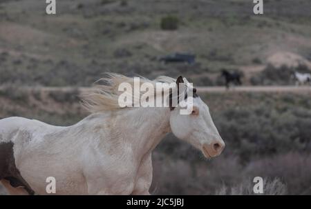 Mandria di cavalli da sella ranch che vengono spostati al pascolo estivo Foto Stock