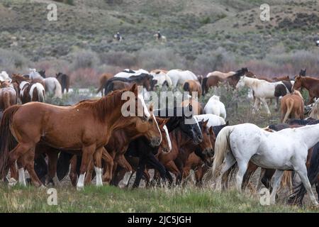 Mandria di cavalli da sella ranch che vengono spostati al pascolo estivo Foto Stock