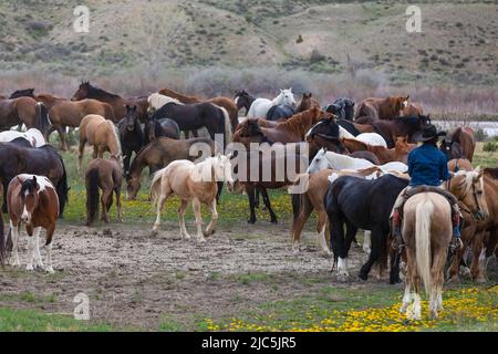 Mandria di cavalli da sella ranch che vengono spostati al pascolo estivo Foto Stock