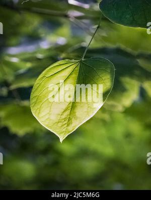 Ramo di un albero di sequoia orientale, Cercis canadensis, con foglie verdi in primavera o in estate, Lancaster, Pennsylvania Foto Stock