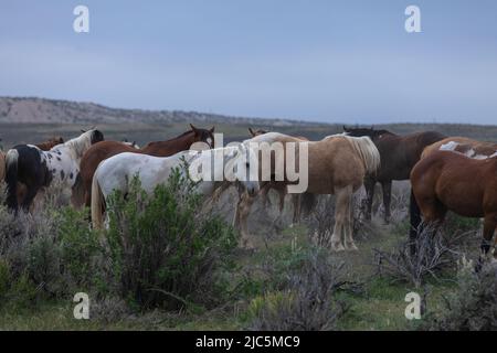 Mandria di cavalli da sella ranch che vengono spostati al pascolo estivo Foto Stock