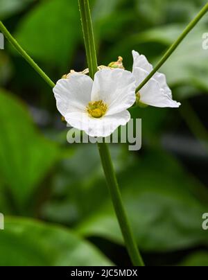 Piccolo e bellissimo fiore bianco di creeping Burhead o Echinodorus Cordifolius è una pianta acquatica Foto Stock