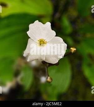 Bella piccola fiore bianco echinodorus hybride è una pianta acquatica Foto Stock